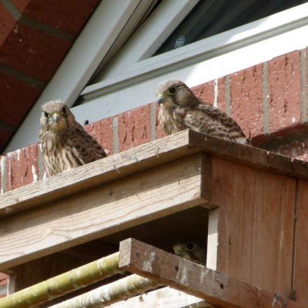 Bruthilfe mit jungen Turmfalken © K. Kumpins/Piclease