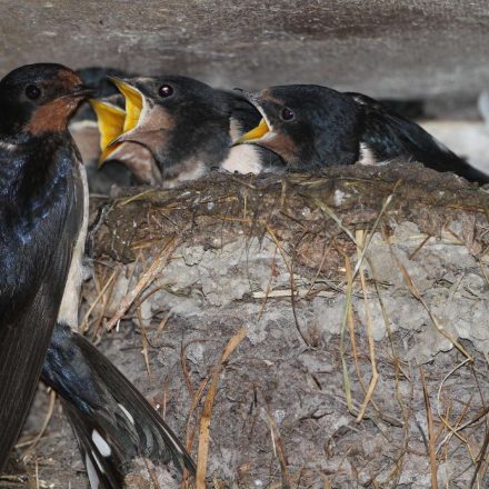 Rauchschwalben am Nest © H. J. Fünfstück/Piclease