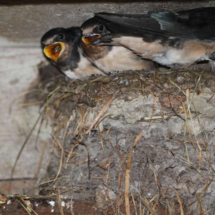 Junge Rauchschwalben im Nest © H. J. Fünfstück/Piclease