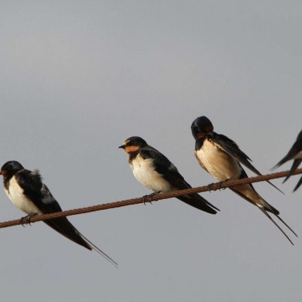 Rauchschwalben © H. J. Fünfstück/Piclease