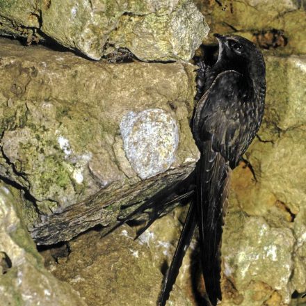 Mauersegler © E. Thielscher/Piclease