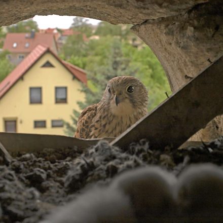 Turmfalkenweib vor der Bruthöhle © R. Kaminski/Piclease