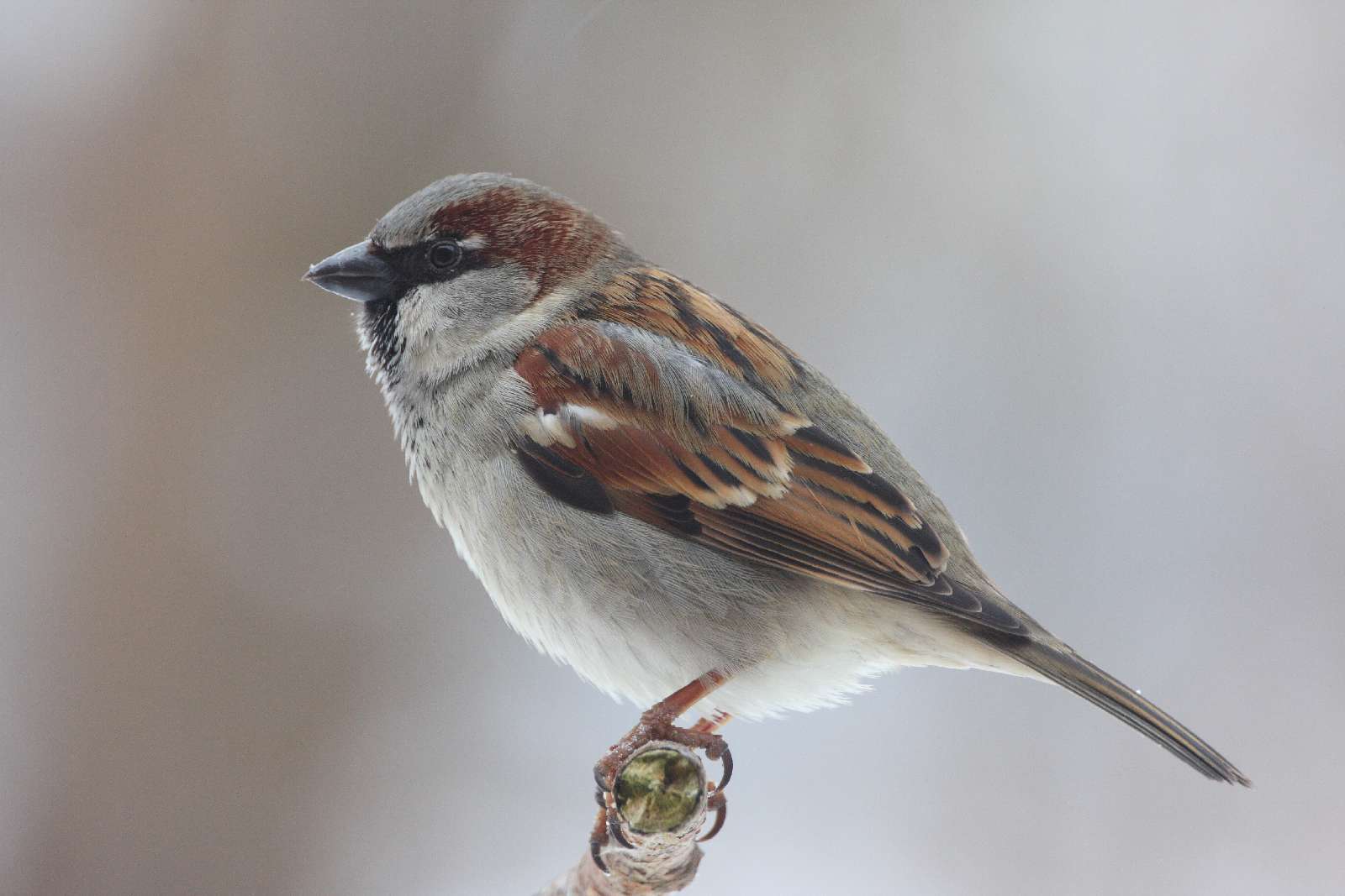 Haussperling (Passer domesticus) – Wildland Stiftung Bayern