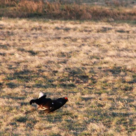 Birkhahn in der Rhön©Wildland-Stiftung Bayern