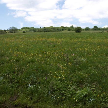 Rhönwiesen©Wildland-Stiftung Bayern