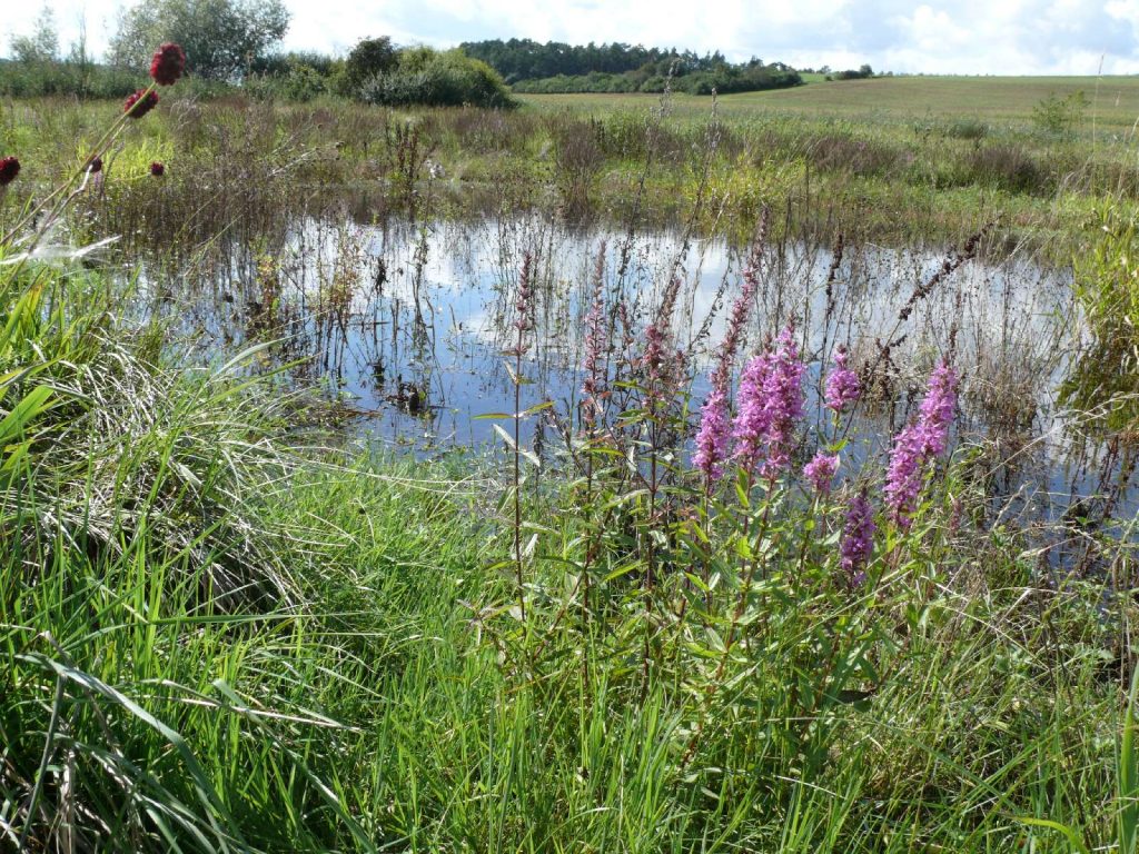 Neu angelegte Himmelsteiche in Feuchtwiesen©Wildland-Stiftung Bayern