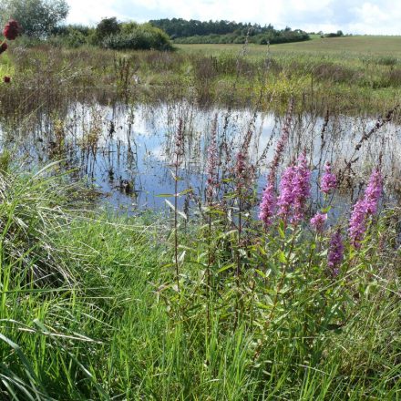 Neu angelegte Himmelsteiche in Feuchtwiesen©Wildland-Stiftung Bayern