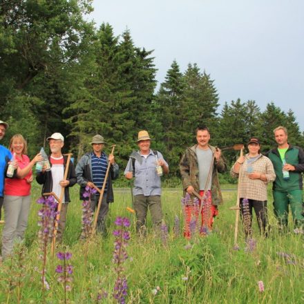 Senseneinsatz bei der Lupinenbekämpfung©Wildland-Stiftung Bayern