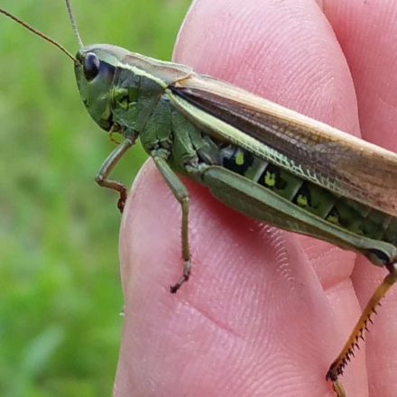 Sumpfschrecke©Wildland-Stiftung Bayern