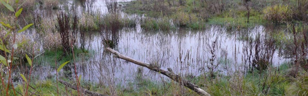 "Himmelsteich" für Limikolen©Wildland-Stiftung Bayern