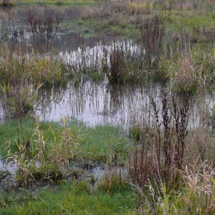 "Himmelsteiche"©Wildland-Stiftung Bayern