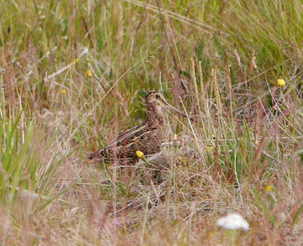 Bekassine©A-Deepenn-Wieczorek_piclease