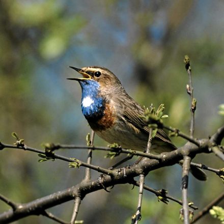 Blaukehlchen©E-Thielscher_piclease