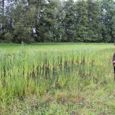 Feuchtwiesen als Lebensraum für die bedrohte Sumpfschrecke©Wildland-Stiftung Bayern