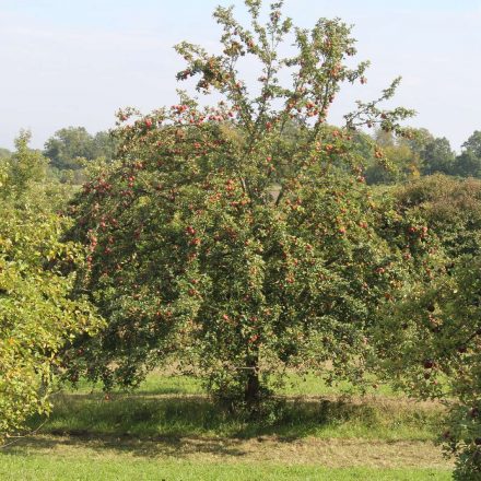 Reife Ernte beim Streuobst©Wildland-Stiftung Bayern