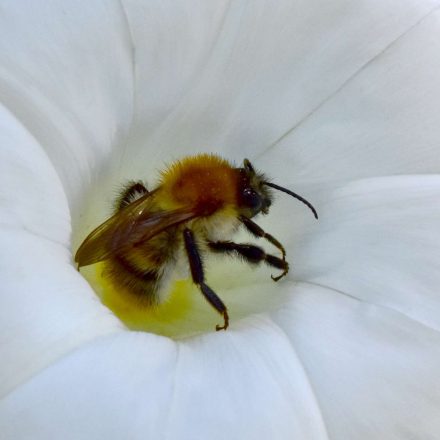 Blattschneiderbiene©W-Schruf/piclease