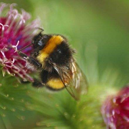 Erdhummel©Leon Uppena_piclease