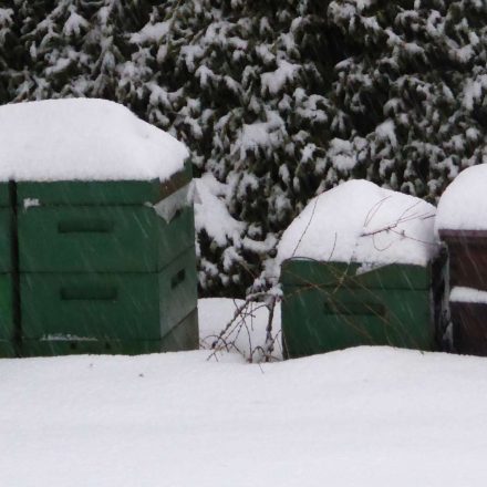 Das Wintervolk der Honigbiene überwintert im Bienenstock©Forstbüro Kay