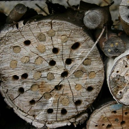 Wildbienen nutzen Nisthilfen©I-Göde_piclease