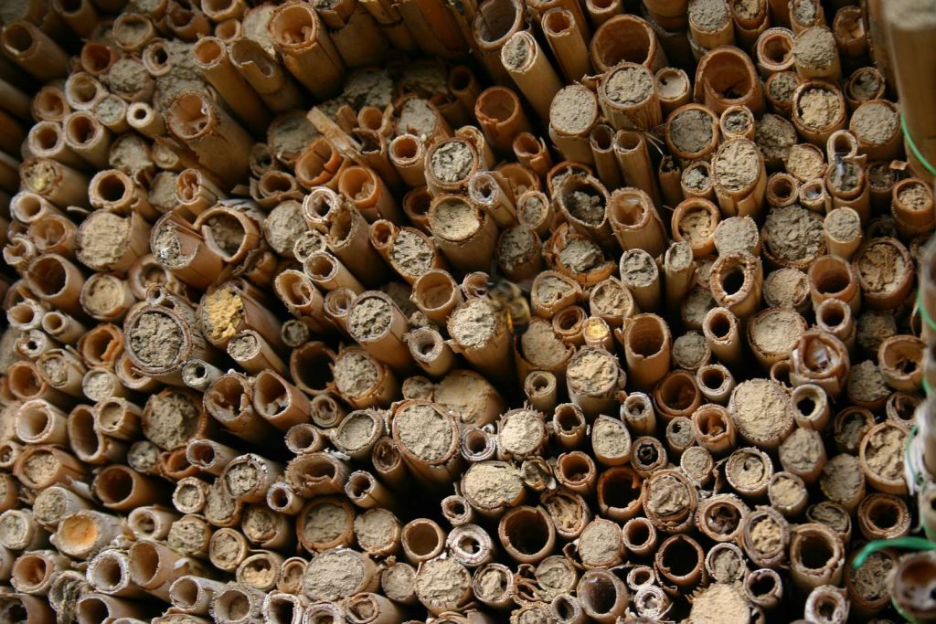 Einige Wildbienen überwintern in geschlossenen Schilfröhrchen©I-Göde_piclease