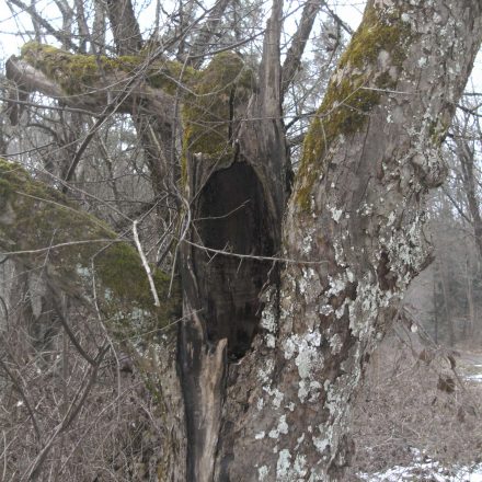 Totholz bietet natürliche Nischen und Spalten zum Überwintern für Insekten©U. Kay-Blum