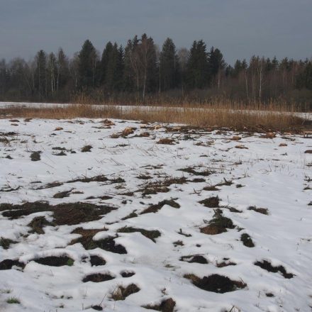 Brachestreifen sind ein wichtiges Strukturelement©C. Mayr