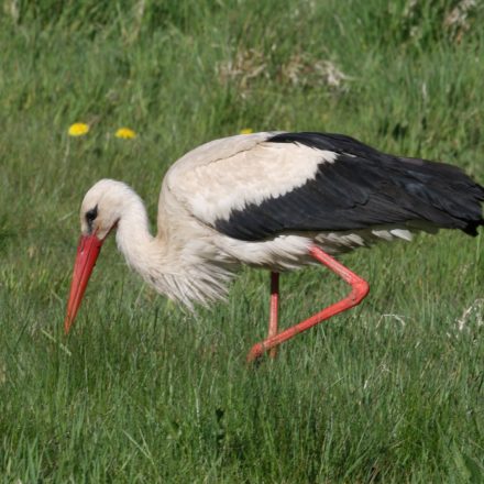 Weißstorch©M-Müller_piclease