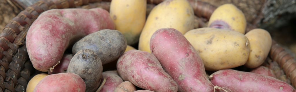 Bunte Kartoffeln©Hartisch