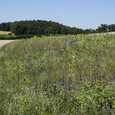 erste_Rebhuhnblühfläche©Ölologische Bildungsstätte Oberfranken
