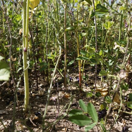 offener_Rebhuhnlebensraum©Ölologische Bildungsstätte Oberfranken