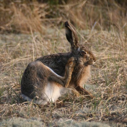 Feldhase©M.Müller/piclease