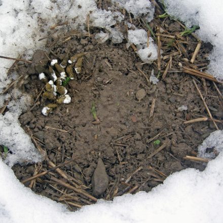 Gestüber©Ökol. Bildungsstätte Oberfranken