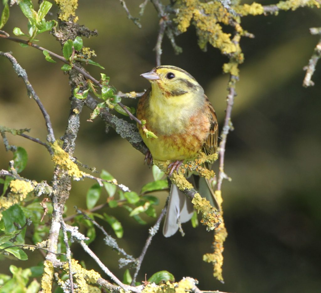 Goldammer©H-J-Fünfstück/piclease