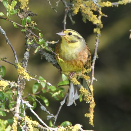 Goldammer©H-J-Fünfstück/piclease