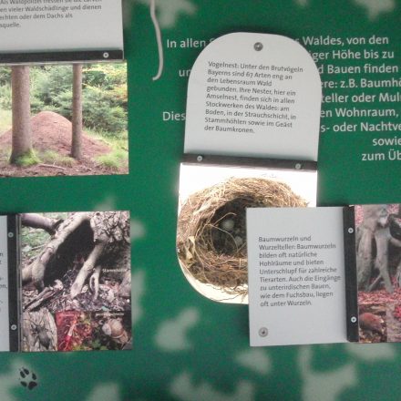 Ausstellung "Spurensuche im Wald"©Wildland-Stiftung Bayern