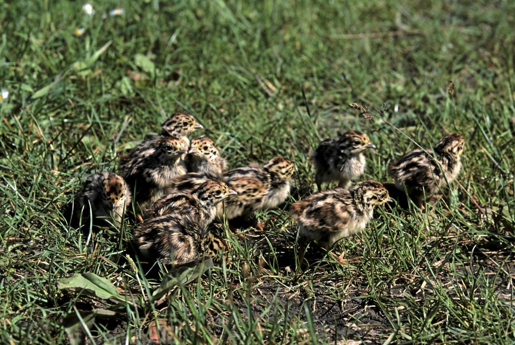 Rebhuhn Küken©E-Thielscher_piclease