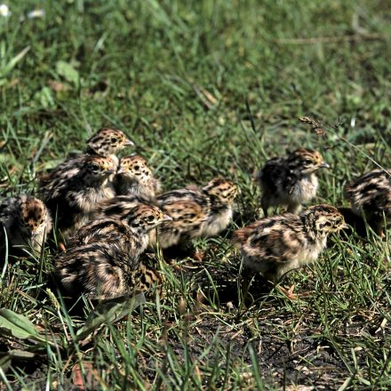 Rebhuhn Küken©E-Thielscher_piclease