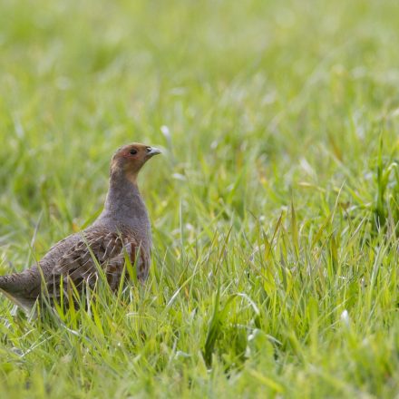 Rebhuhn©M-Nieveler_piclease