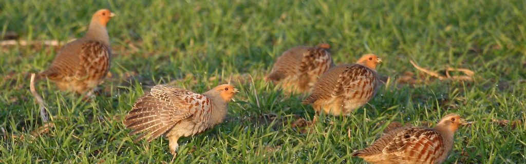 Rebhühner©A.Brillen/piclease