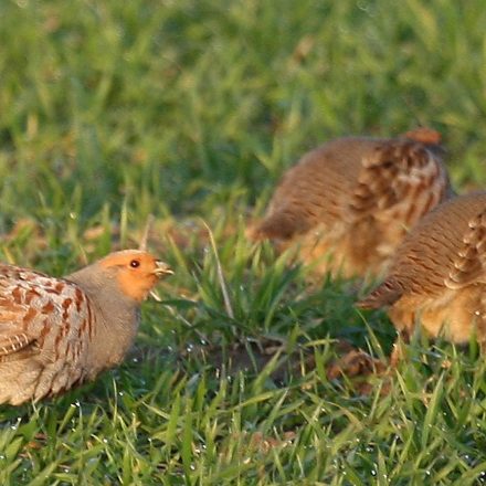 Rebhühner©A.Brillen/piclease