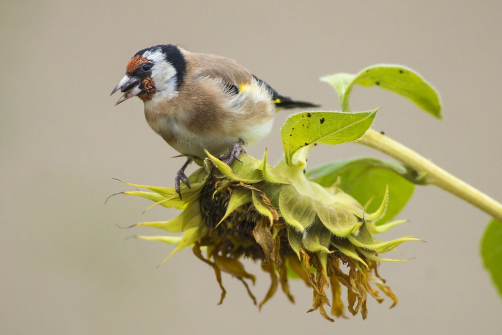 Stieglitz©R.Kaminski/piclease