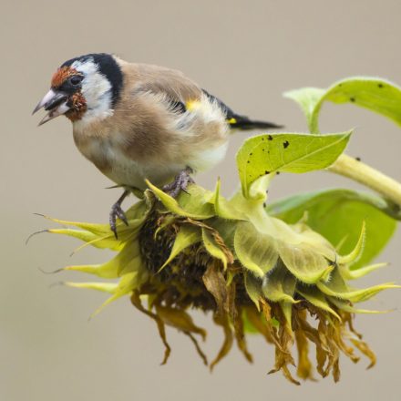 Stieglitz©R.Kaminski/piclease