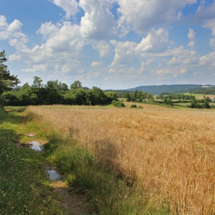 Ziel: Strukturreiche und vernetzte Agrarlandschaft©Ökol. Bildungsstätte Oberfranken