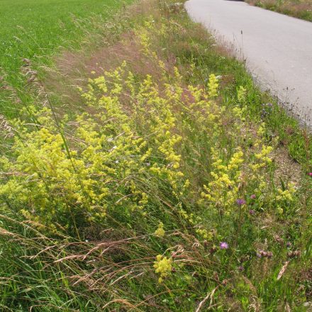 Saumbiotope an Wegen©G-Schmidt