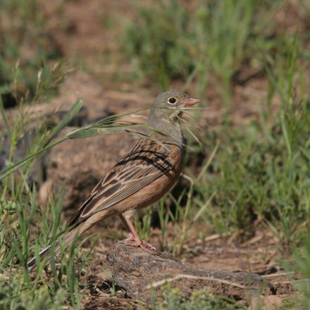 Ortolan©H-J-Fünfstück/piclease