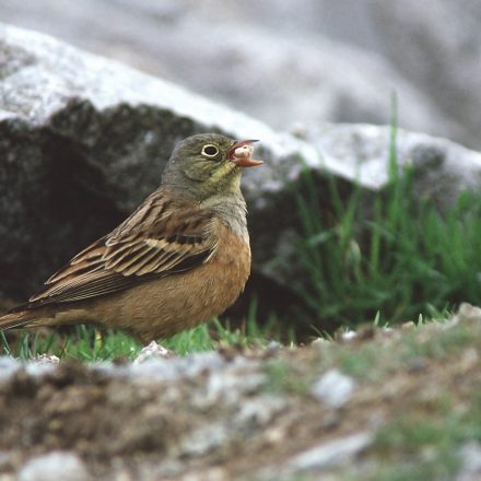 Ortolan©K-Jäkel/piclease