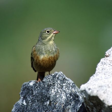 Ortolan©K-Jäkel/piclease