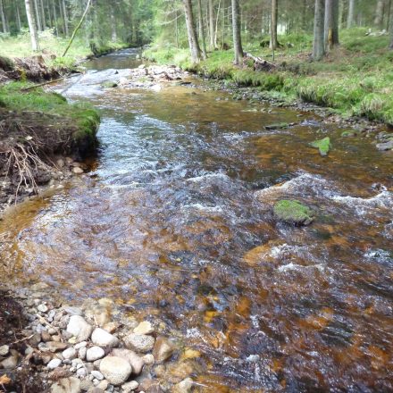 Nach der Renaturierung©C. Schmidt / Nationalparkverwaltung Bayerischer Wald