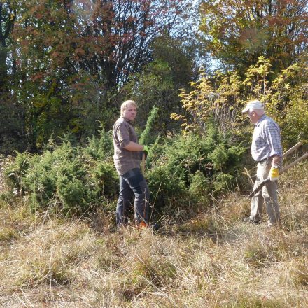 alter Wacholderstrauch bietet gute Deckung©Wildland-Stiftung Bayern