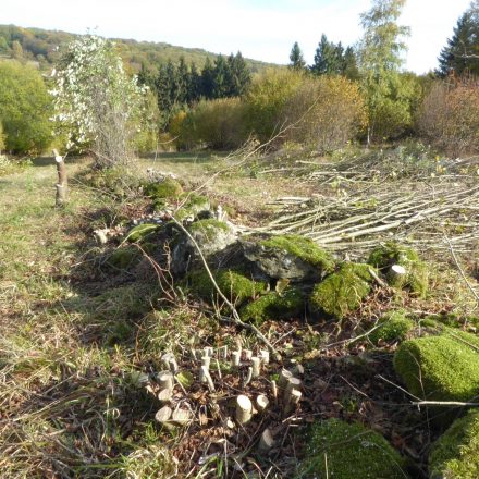 freigestellte Lesesteinriegel©Wildland-Stiftung Bayern